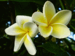 allyfrangipani2.gif (74299 bytes)