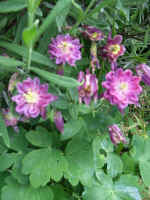 aquilegia.jpg (260628 bytes)