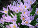 crocus.jpg (298057 bytes)