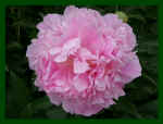 peonies.jpg (179020 bytes)