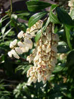pierisjaponica.jpg (378383 bytes)