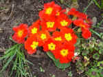 primula.jpg (55008 bytes)