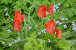 tulip.jpg (102106 bytes)