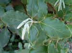 garrya_eliptica.jpg (76886 bytes)