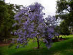 jacaranda.jpg (146940 bytes)