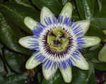 passionflower.jpg (285893 bytes)