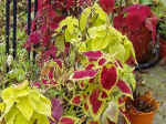 Coleus.jpg (117854 bytes)