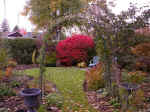 Euonymus alatus 'Compactus'.jpg (143369 bytes)