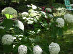 hydrangeaannabelle.jpg (133949 bytes)