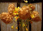 hydrangeapeegee.jpg (219602 bytes)