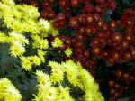 chrysanthemum.jpg (65220 bytes)