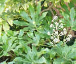 fatsiajaponica.jpg (99732 bytes)