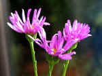 senecio_pulcher.jpg (16861 bytes)
