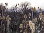 teasels.jpg (51852 bytes)
