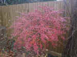 euonymusalatus.jpg (89855 bytes)