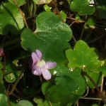 ivyleavedtoadflax.jpg (32676 bytes)