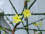 jasminumnudiflorum.jpg (47118 bytes)