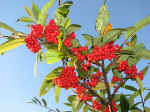 viburnamlantana.jpg (93923 bytes)
