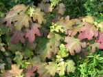 oakhydrangea.jpg (152142 bytes)