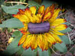 rudbeckia.jpg (135960 bytes)