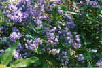hardenbergia.jpg (51728 bytes)